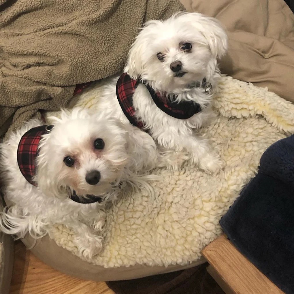  Pet Sitting & Boarding