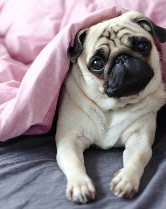 Pet Sitting & Boarding Bedminster NJ