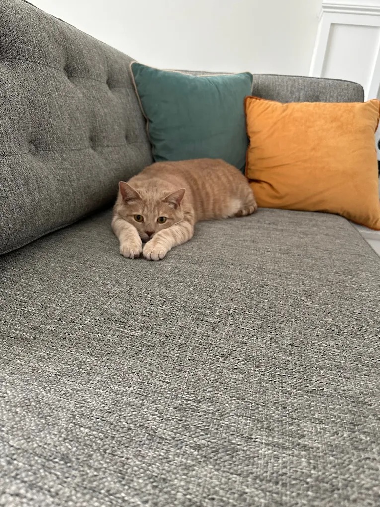 Chester & Morristown NJ Dog Walking