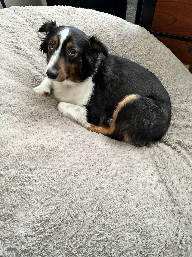  Pet Sitting & Boarding