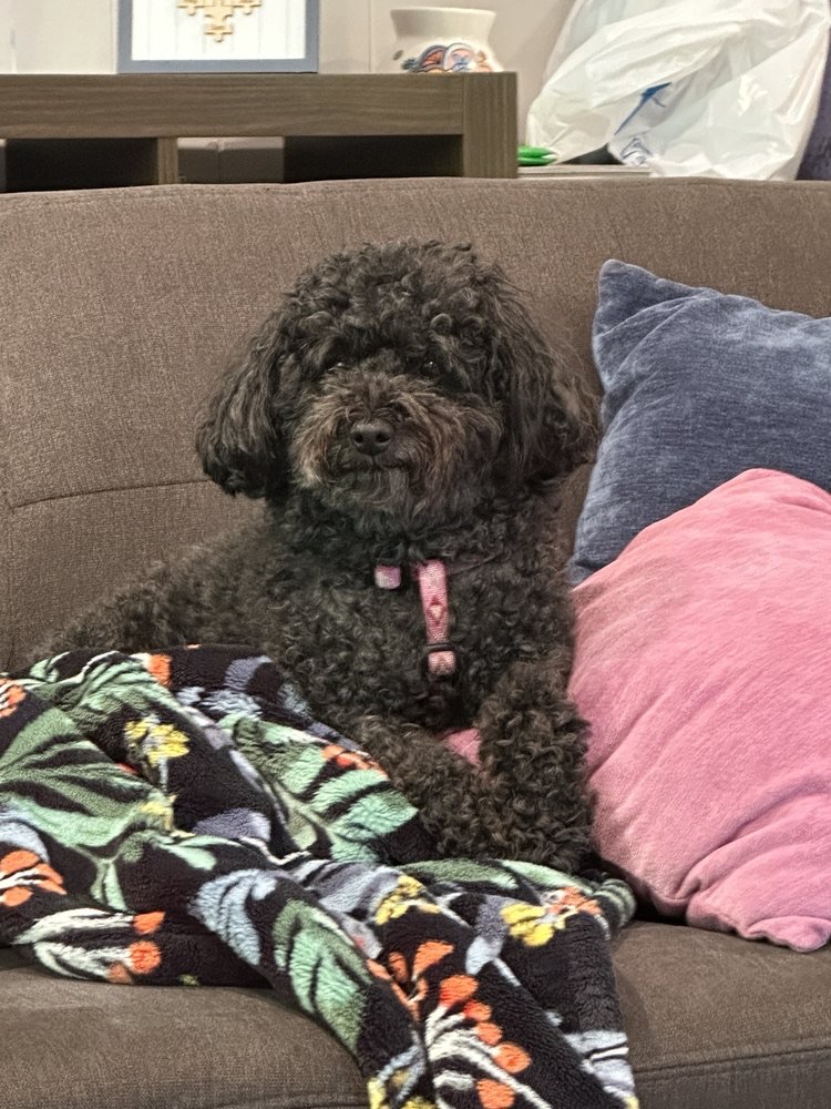 Pet Sitting & Boarding Bedminster NJ