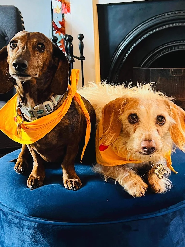 Chester & Morristown NJ Pet Visits for Cat Care