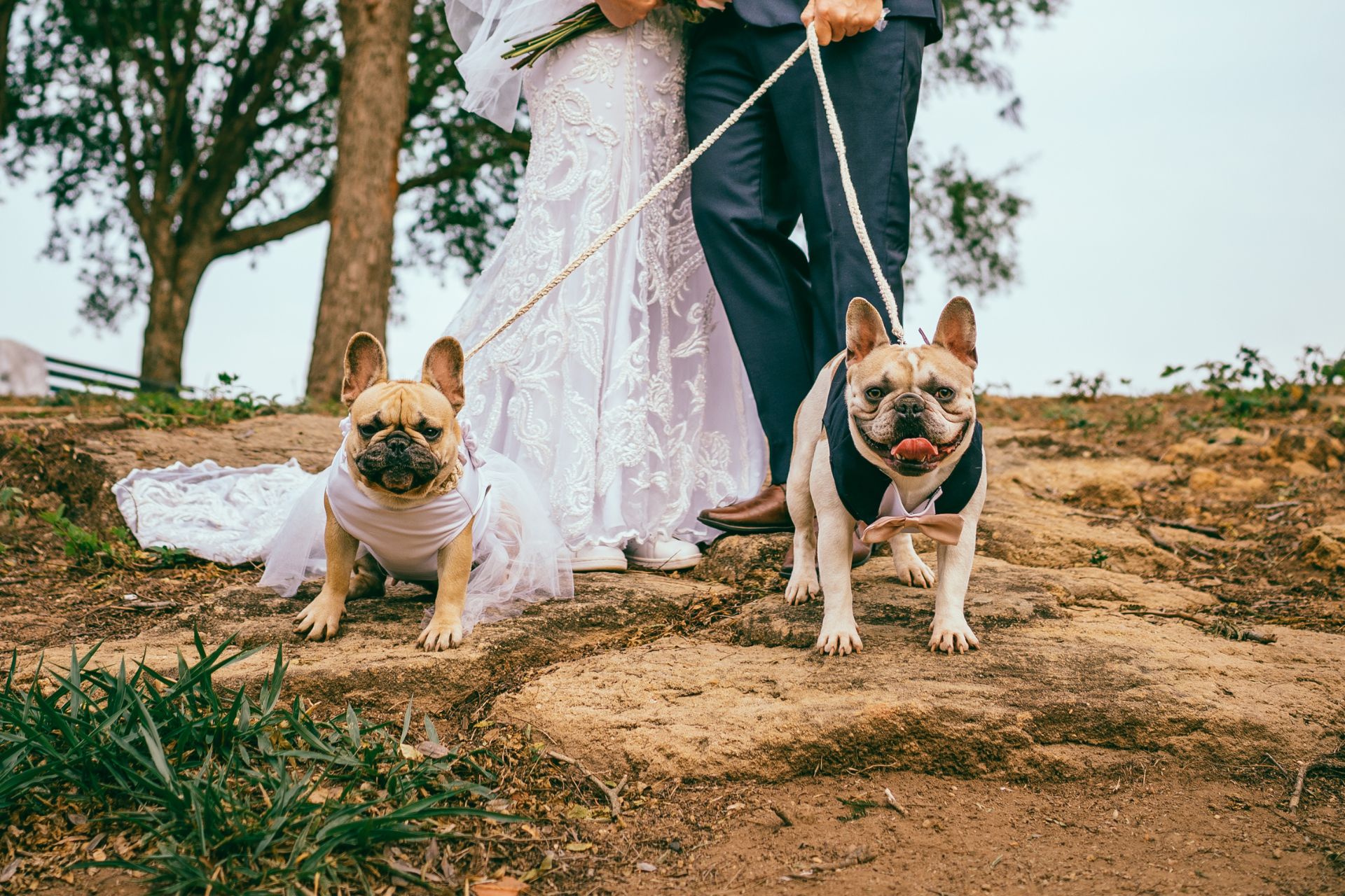 Wedding Pet Attendant Services in Bedminster NJ