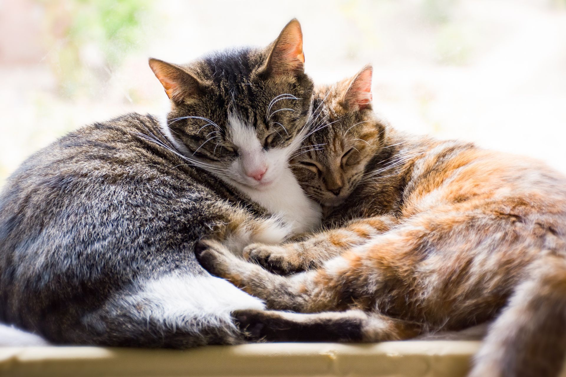 Pet Visits for Cat Care in Bedminster NJ