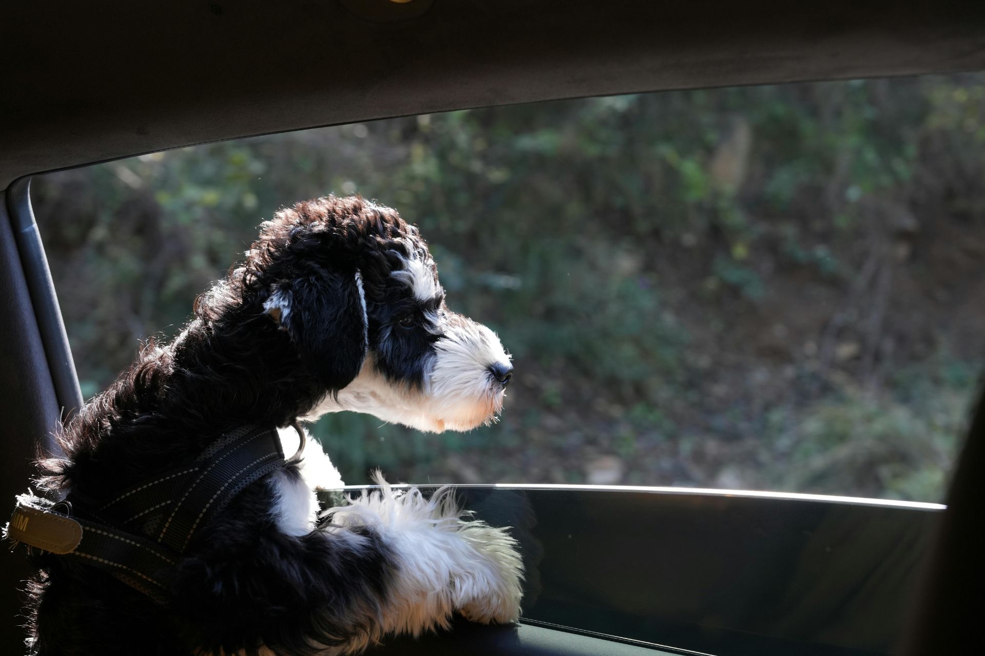 Bernardsville NJ Pet Taxi & Transportation