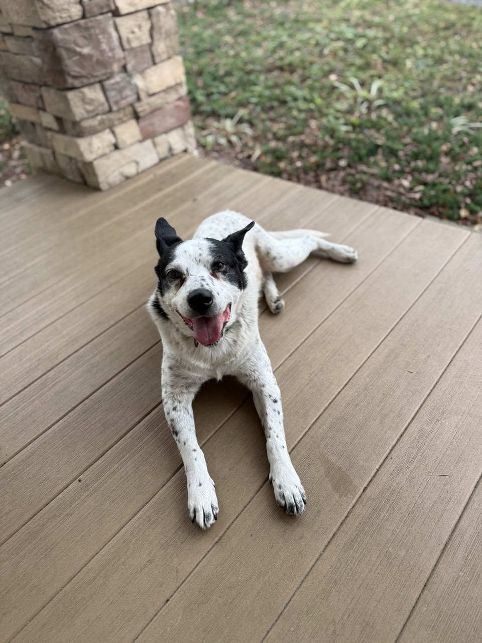 Poop Scoop & Yard Cleanup Bedminster NJ