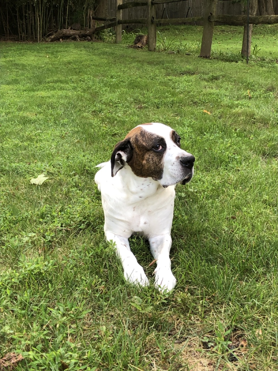 Pet Visits for Cat Care Bedminster NJ