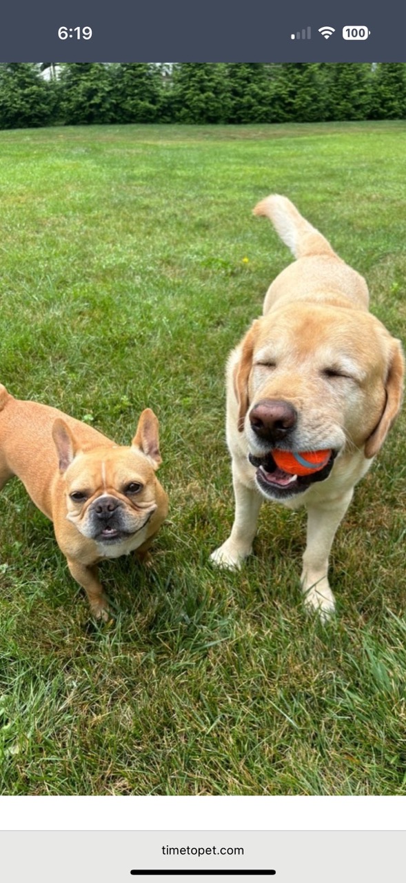 Wedding Pet Attendant Services Bedminster NJ