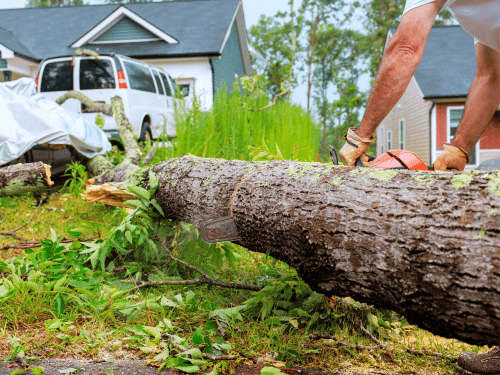 Tree Trimming