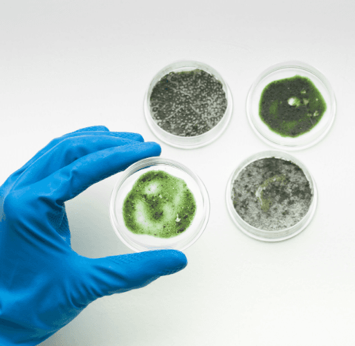 How mold testing works