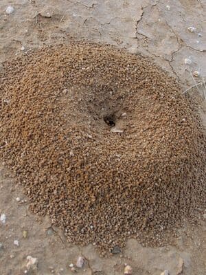 Common Insect in Anamosa, IA