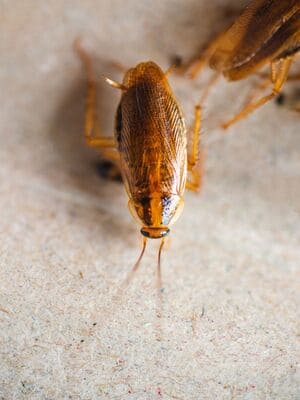 {{ custom_values.service_3 }} in {{custom_values.area_3})