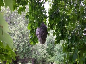 {{ custom_values.service_4 }} in {{custom_values.area_2})