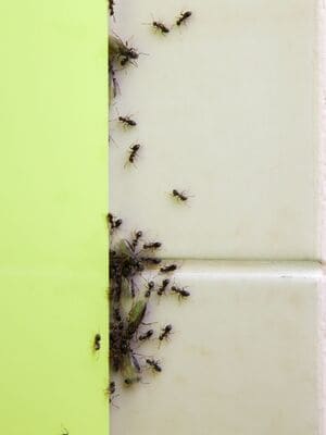 {{ custom_values.service_3 }} in {{custom_values.area_4})