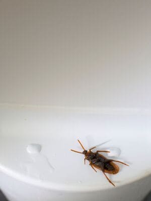 {{ custom_values.service_1 }} in {{custom_values.area_4})