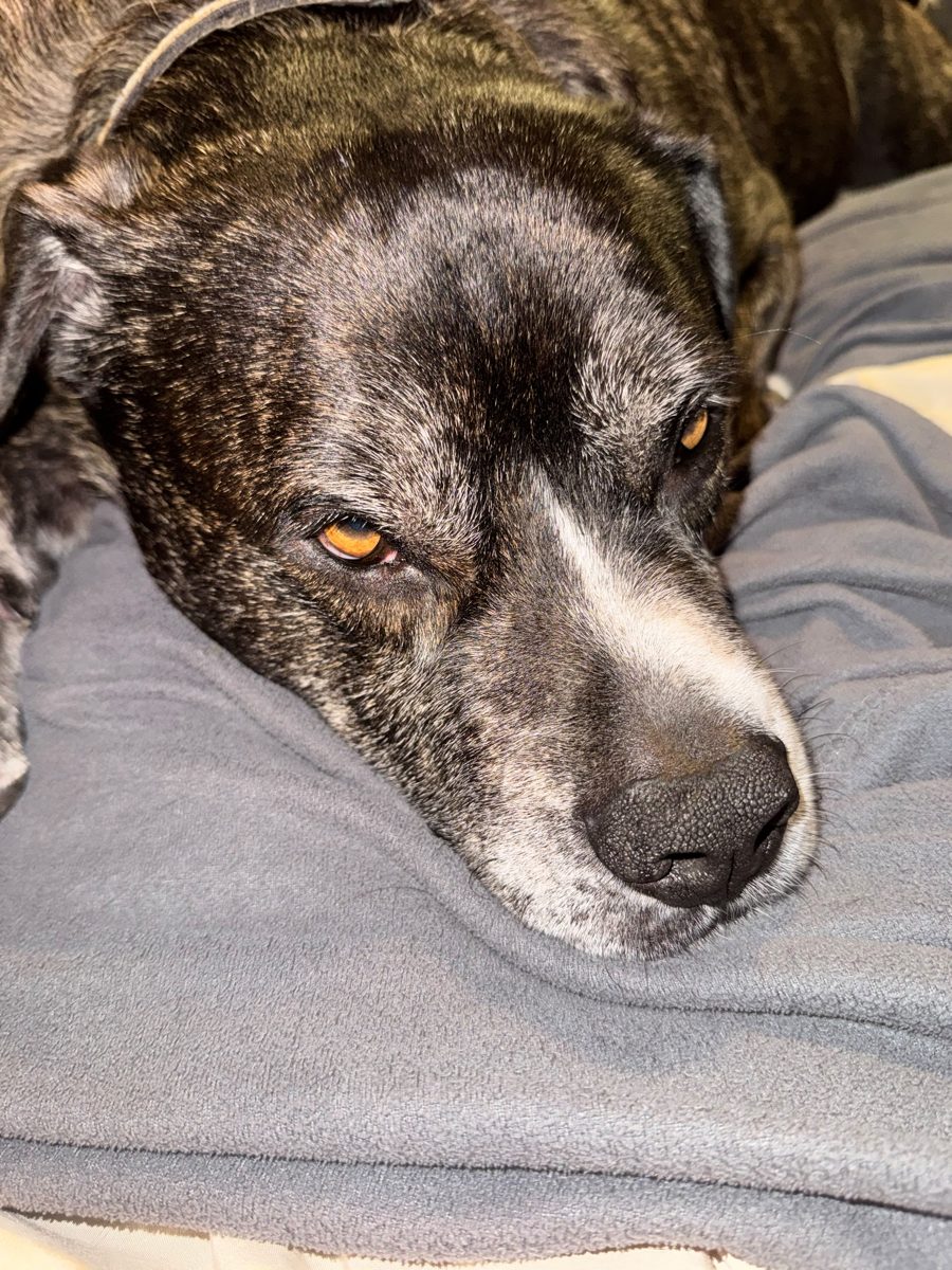 A Complete Guide to Pet Waste Removal Costs in Ascension Parish