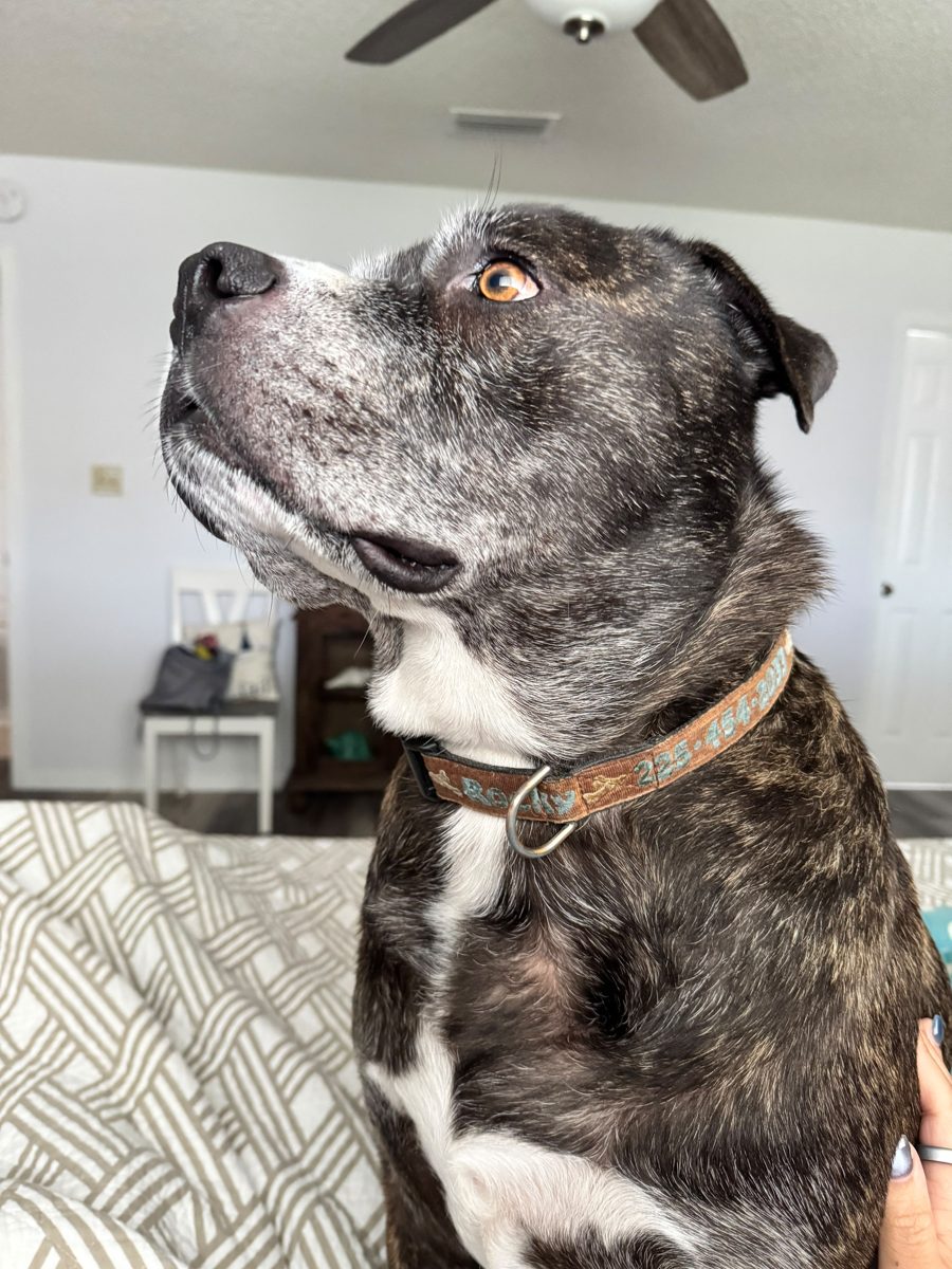Multiple Dogs, One Yard: How Pet Waste Removal Pricing Actually Works