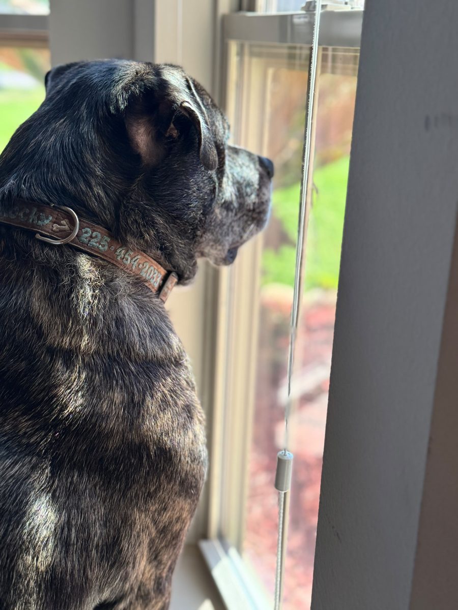 The Hidden Health Risks of Letting Dog Waste Sit in Your Yard
