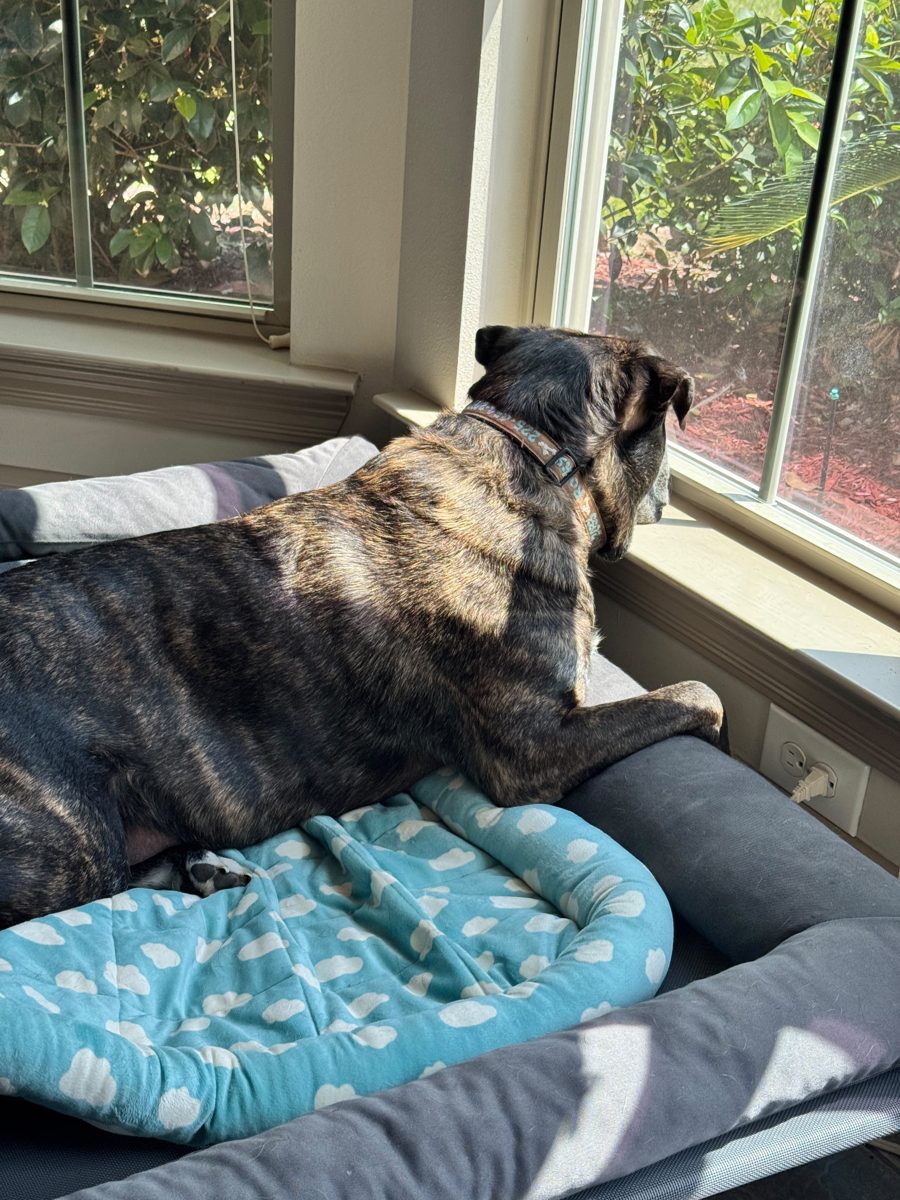 DIY vs. Professional Pet Waste Removal: What Actually Saves You Time