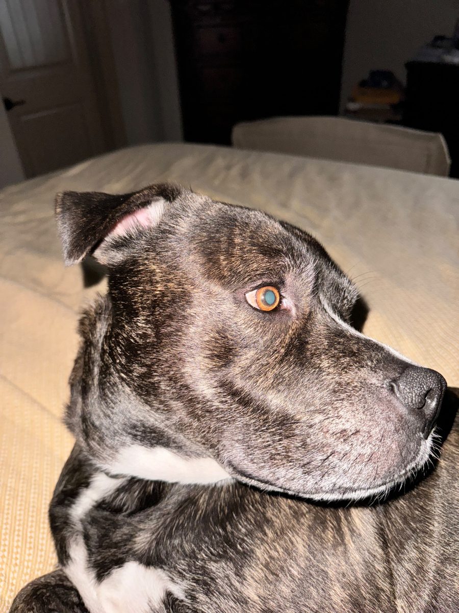 How Often Should You Really Be Cleaning Up After Your Dog? A Louisiana Climate Guide