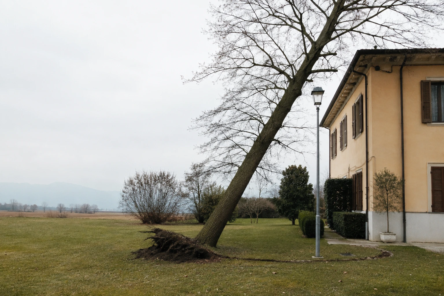 Albero fortemente inclinato verso un'abitazione, con zolla radicale sollevata alla base