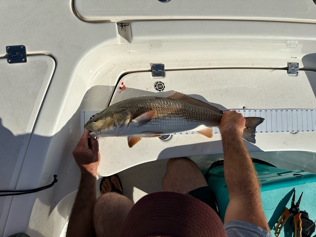 Fish entry