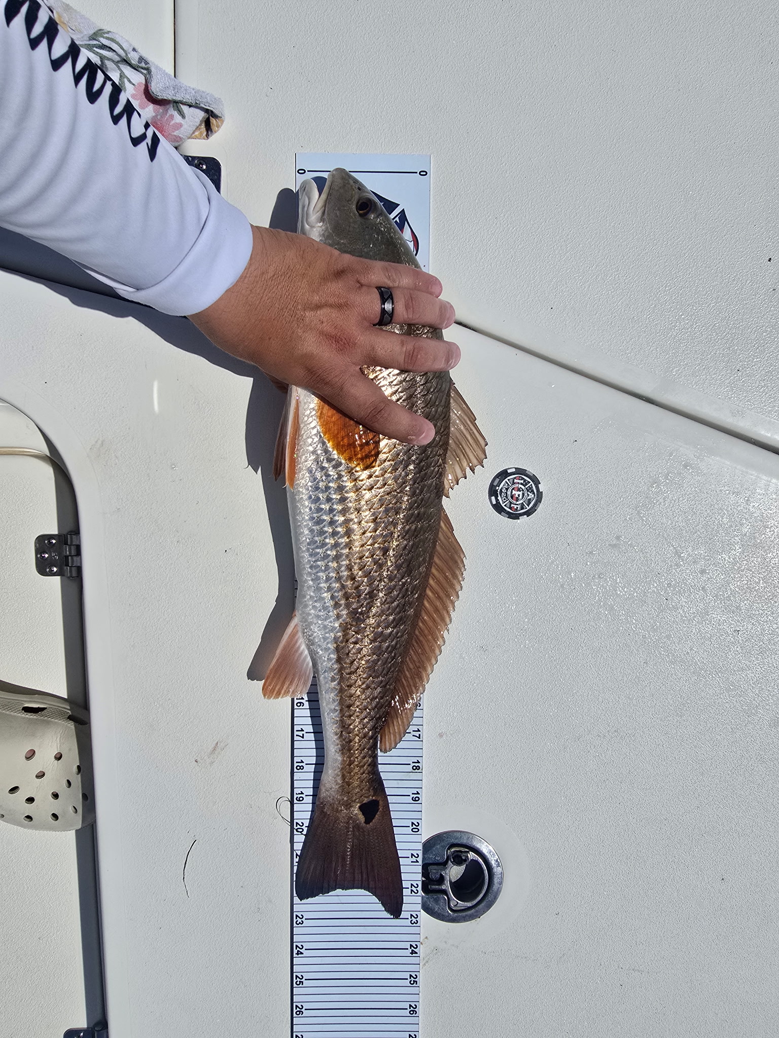 Fish entry