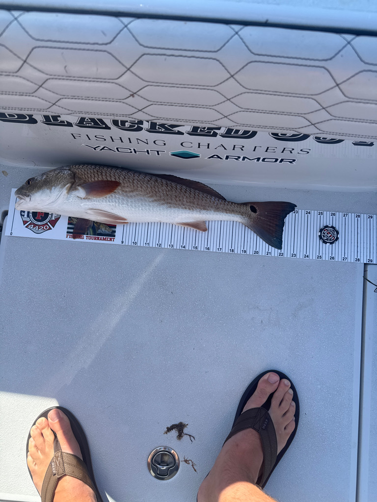 Fish entry