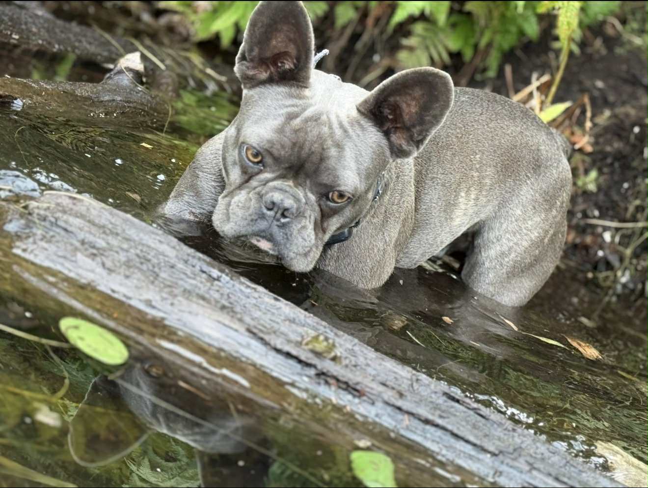 Julie