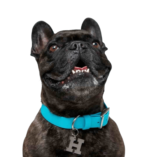 Dapper Dogwear