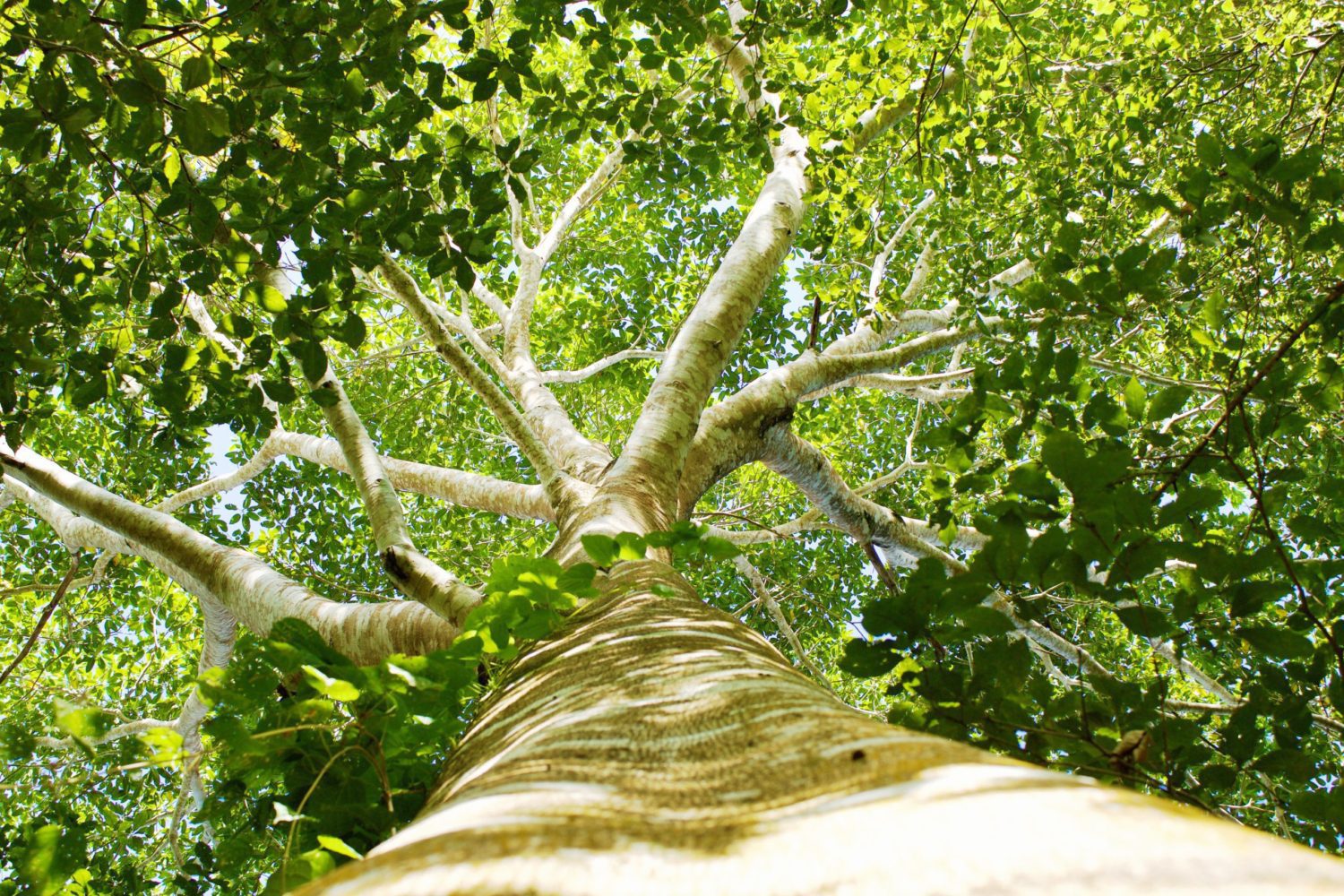Trees for All