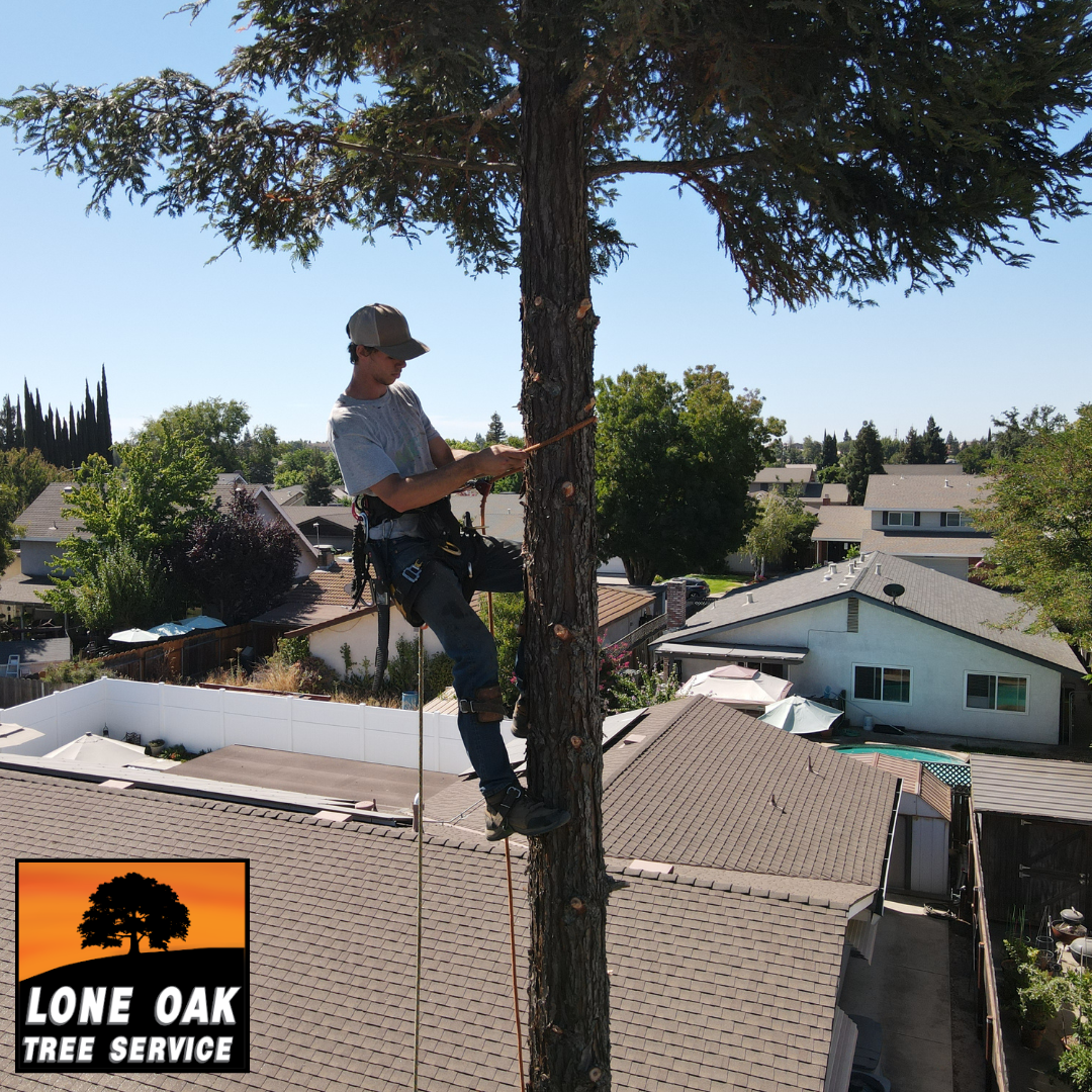 Crown pruning and shaping