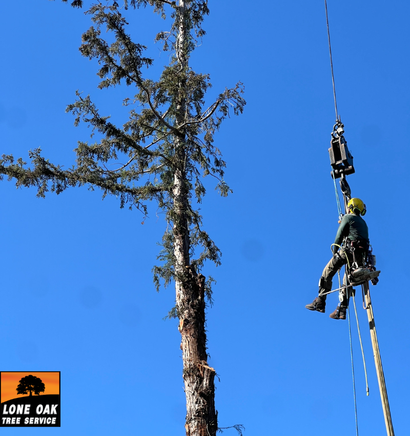 Tree trimming