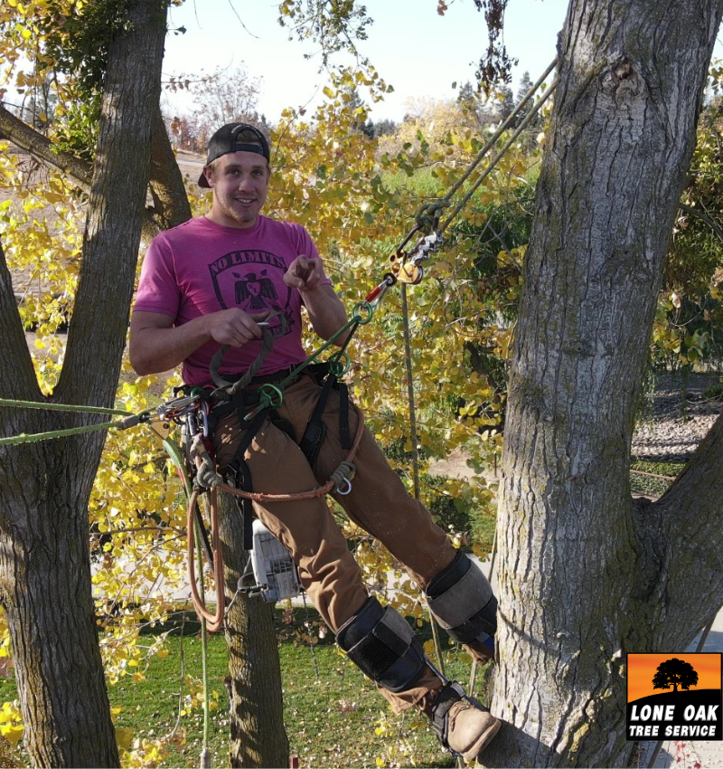 Tree service background