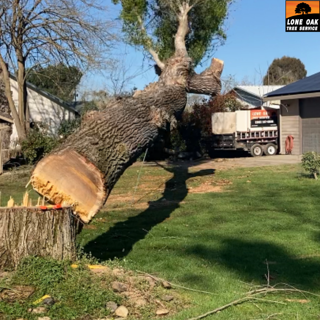 Tree removal
