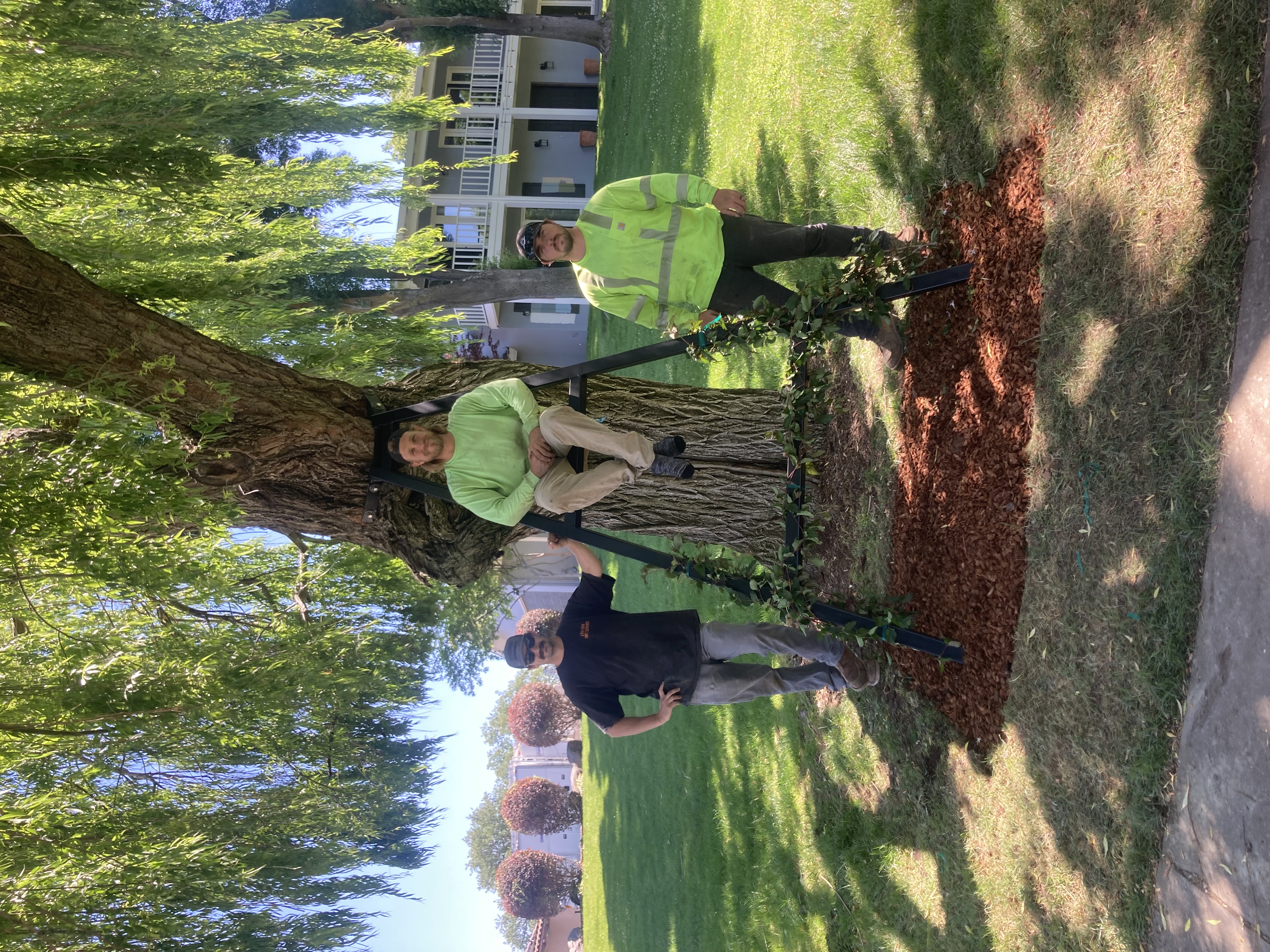 Tree health assessment