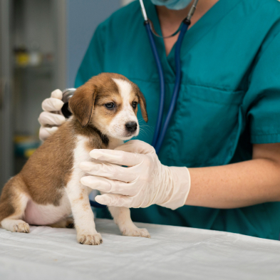 veterinarians