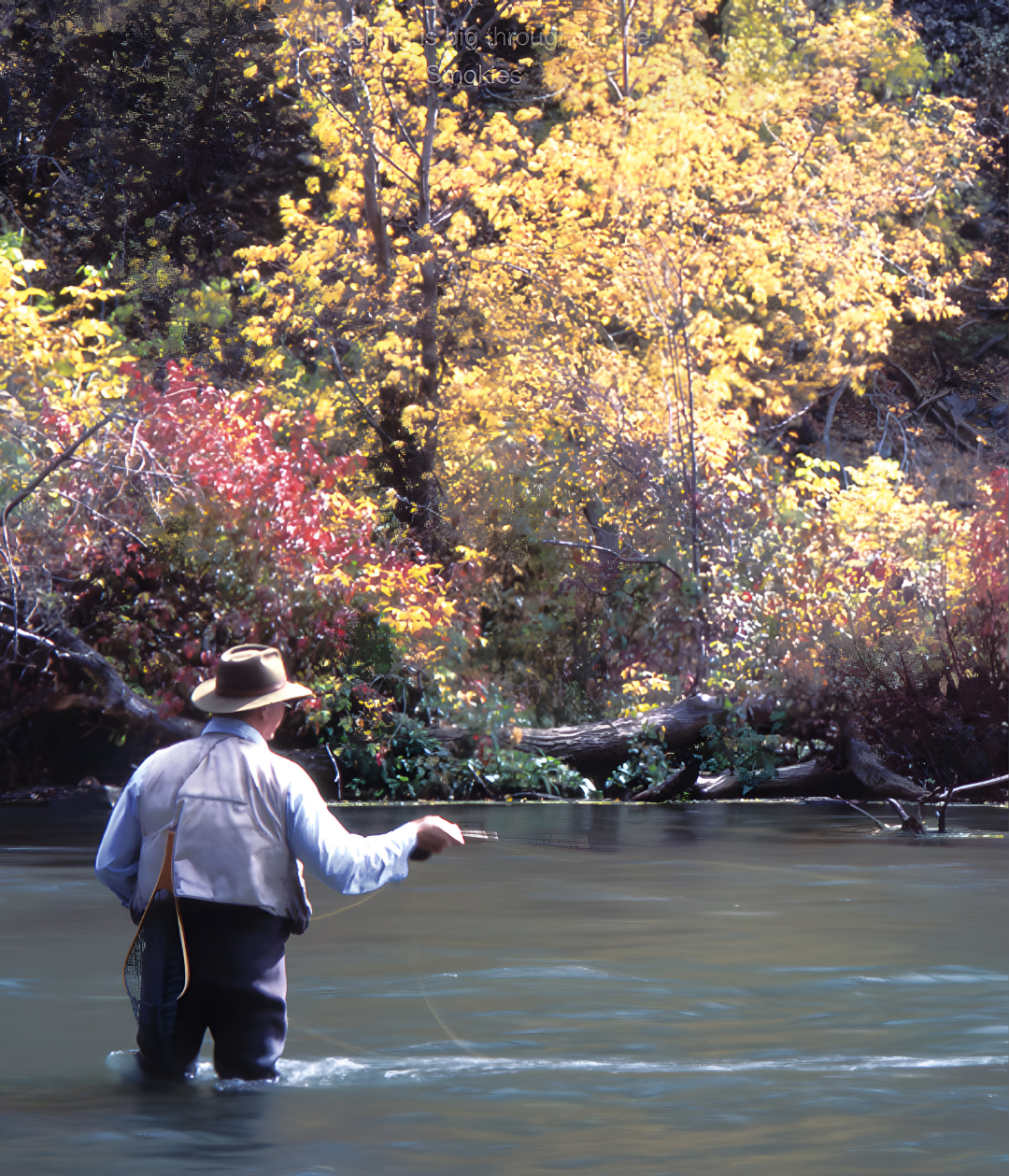 Trout fishing stream near The Cabins at Long Branch in Nantahala, NC