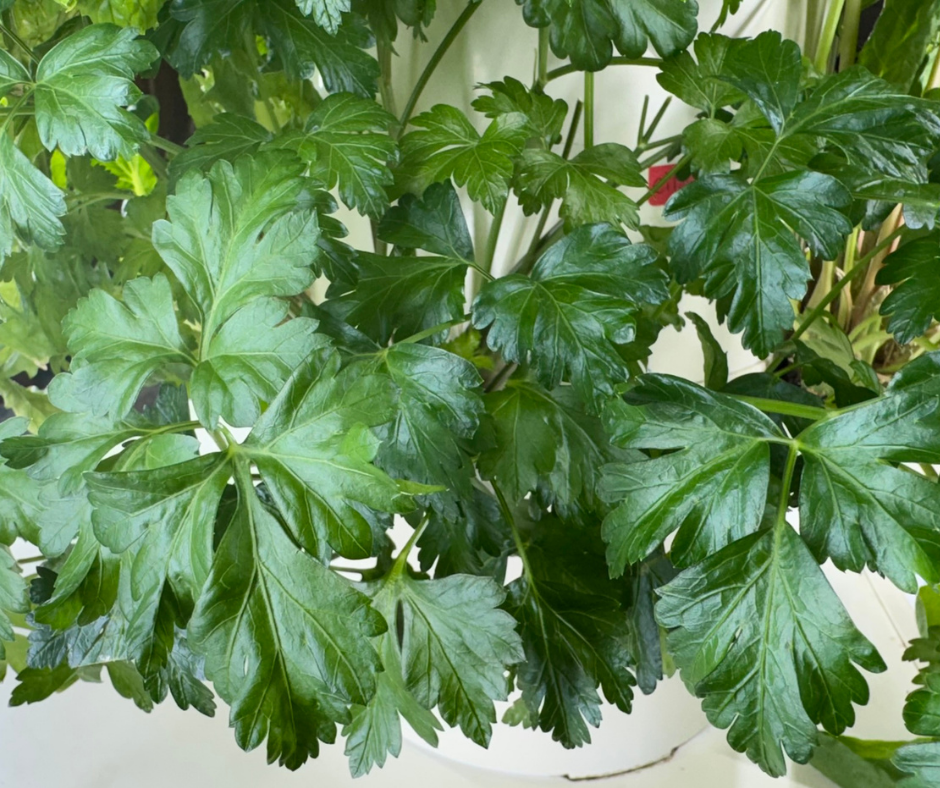 Fresh flat-leaf parsley growing in an indoor Tower Garden