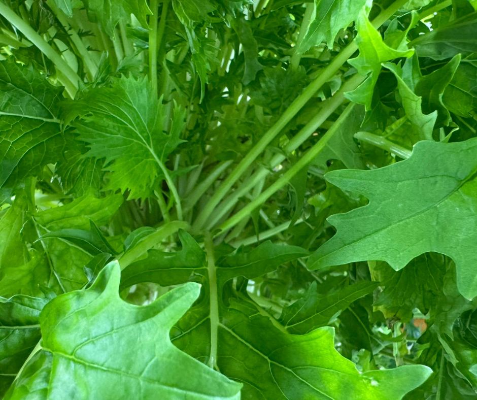 New mizuna leaves growing beneath the larger outer leaves