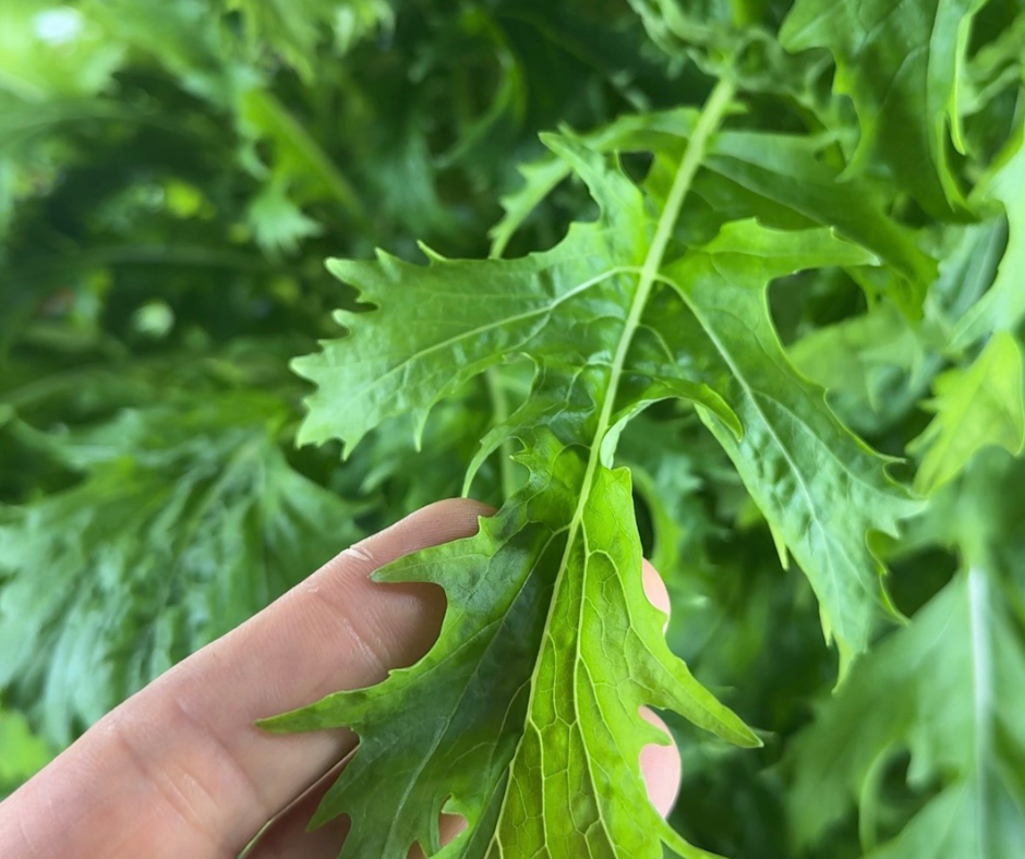 Hand holding a tender mizuna leaf with deeply cut edges
