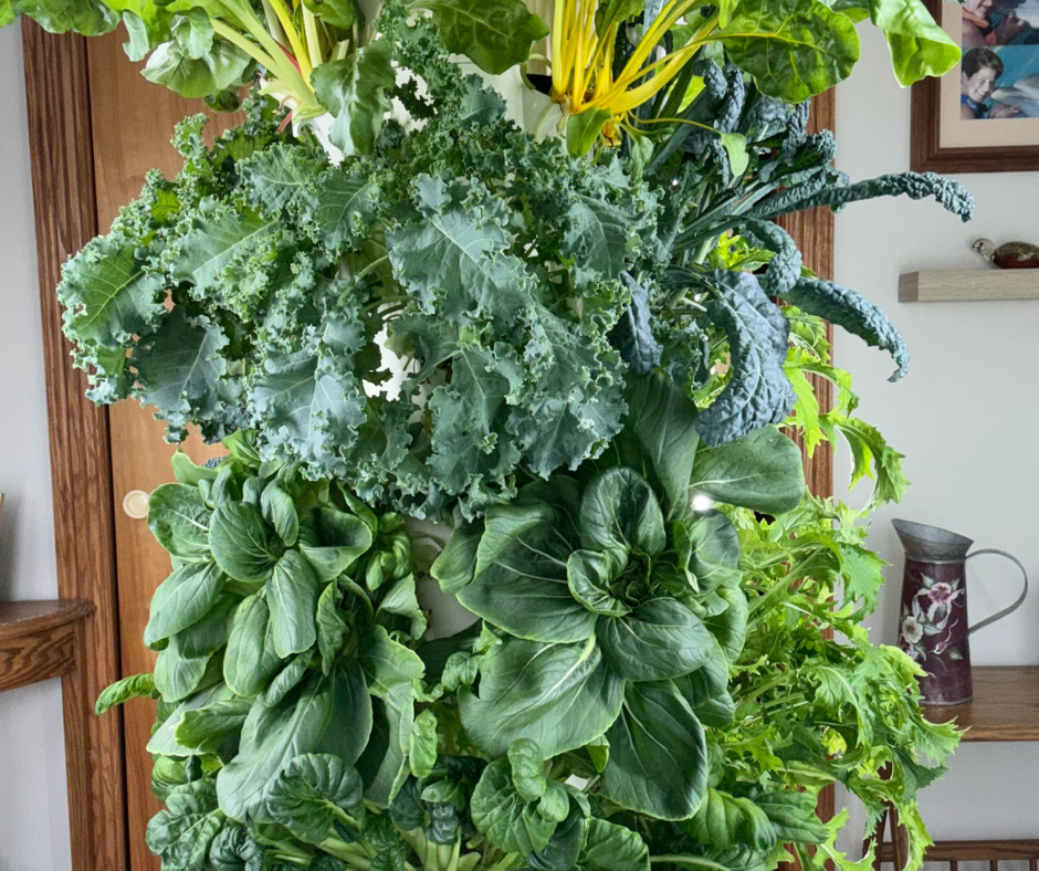 Kale, pac choi and other leafy greens growing indoors in a Tower Garden