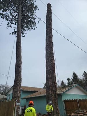 {{ custom_values.service_1 }} in {{custom_values.area_5})