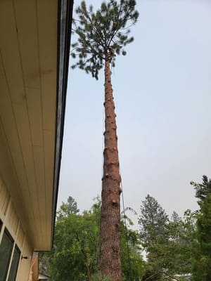 {{ custom_values.service_4 }} in {{custom_values.area_7})