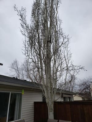 {{ custom_values.service_1 }} in {{custom_values.area_2})