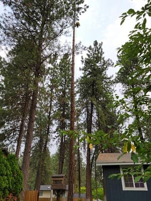 {{ custom_values.service_3 }} in {{custom_values.area_5})