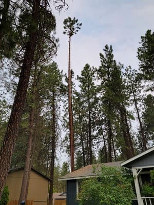 {{ custom_values.service_4 }} in {{custom_values.area_5})