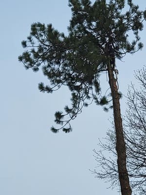 {{ custom_values.service_1 }} in {{custom_values.area_4})