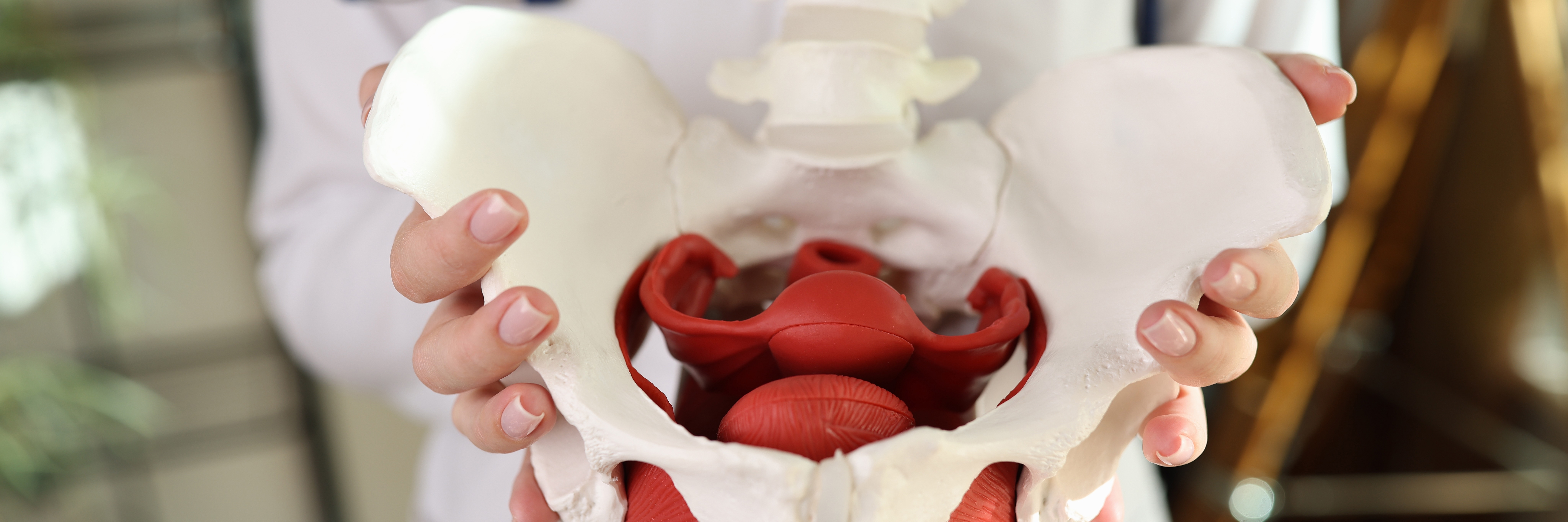 pelvic floor model for bladder health