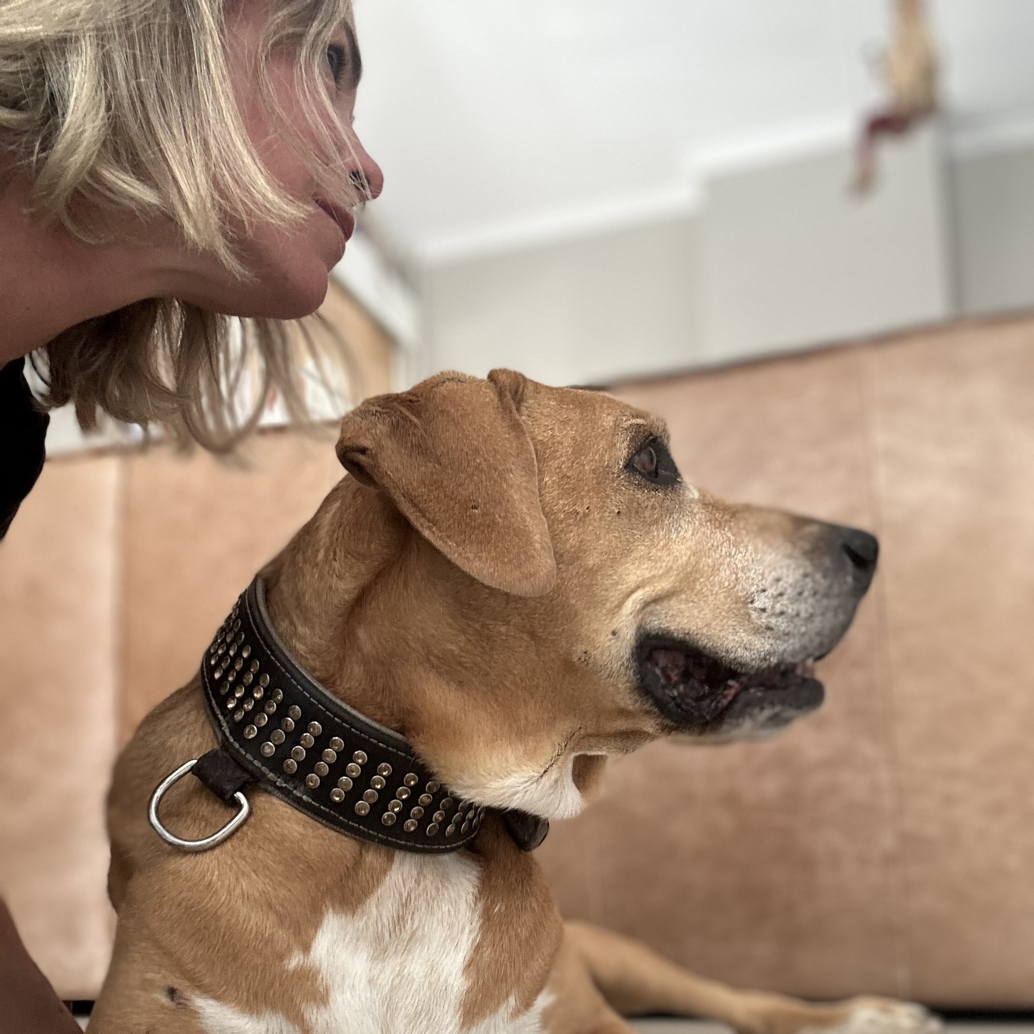 Ασφάλιση κατοικιδίων pet insurance Ελλάδα